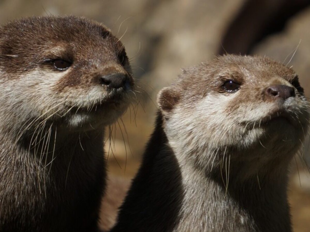 World Otter Day 21 Date And Significance Know About The Day That Supports The Existence Of Otters