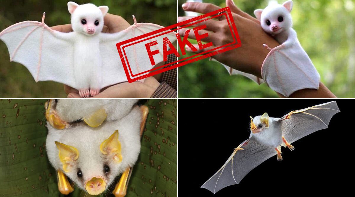 After Huge Bats From Phillippines, Cute Pictures of White Baby Bats Are Going Viral; Are They Real? Know About Honduran White Bats