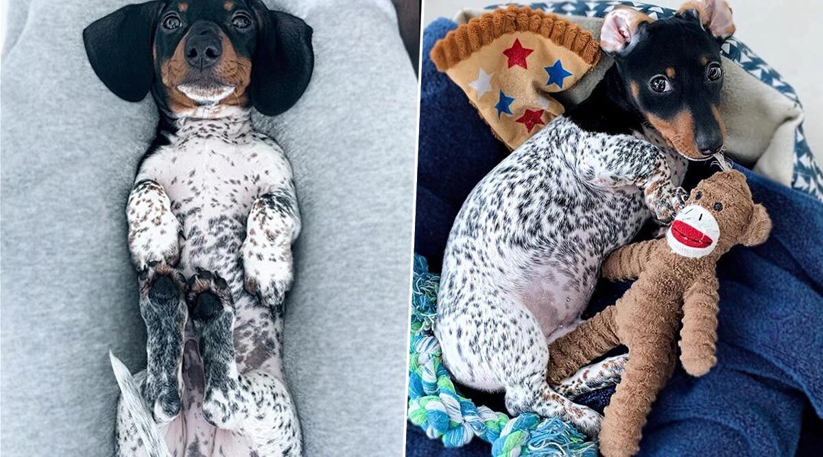 Spotted! Moo, Dachshund That Has Fur Like a Dalmatian is Internet's Latest Dog Sensation (View Adorable Pics)