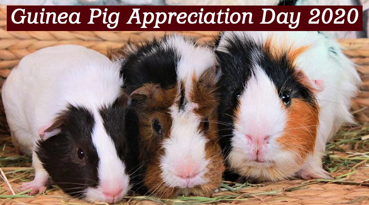 Guinea Pig Appreciation Day 2020: Interesting Facts About This Pocket Pet You Probably May Not Have Known!