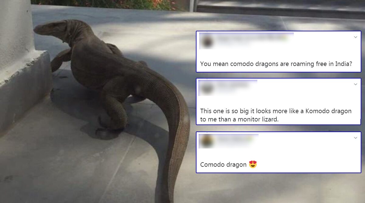 Huge Monitor Lizard Spotted Outside a Home in Delhi, Netizens Confuse it For Komodo Dragon Because of Its Size (View Viral Pic)