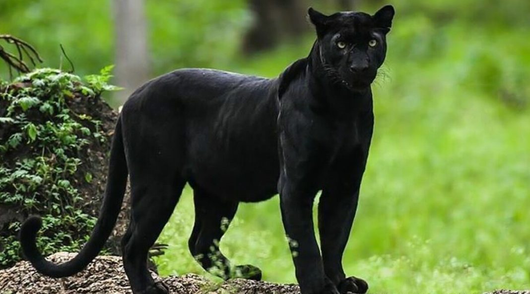 Loved Viral Pics of Rare Black Panther by Shaaz Jung? From Kabini ...
