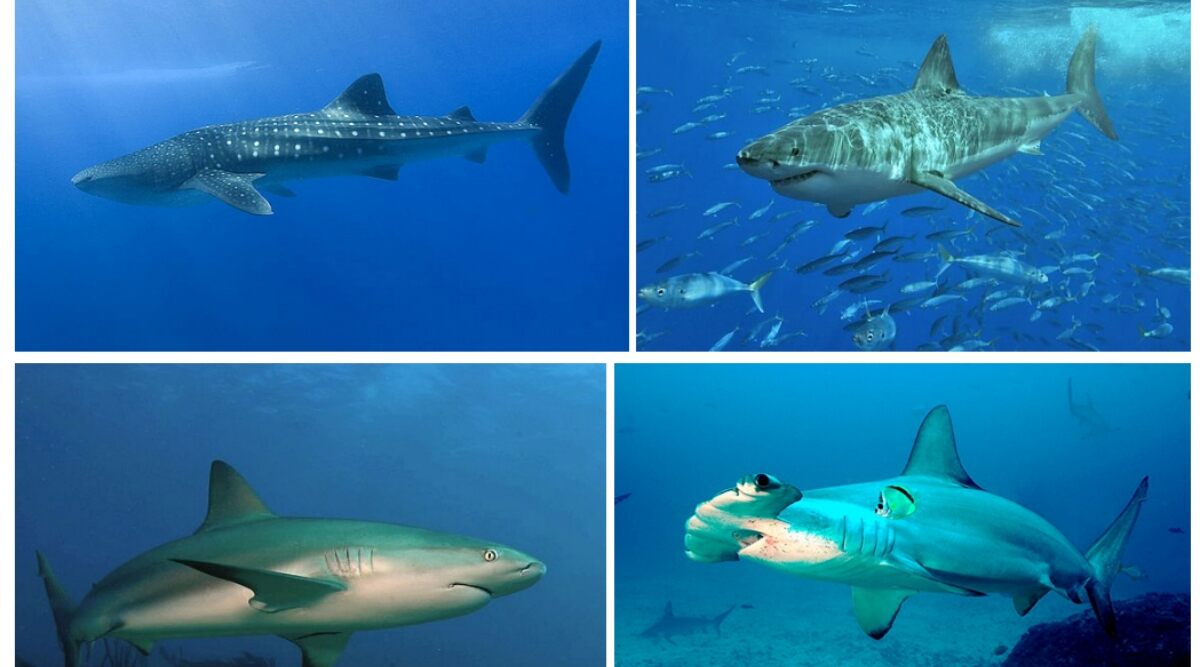 Shark Awareness Day 2020: Interesting Facts About Sharks From Being World’s Biggest Fish to Growing 50,000 Teeth!