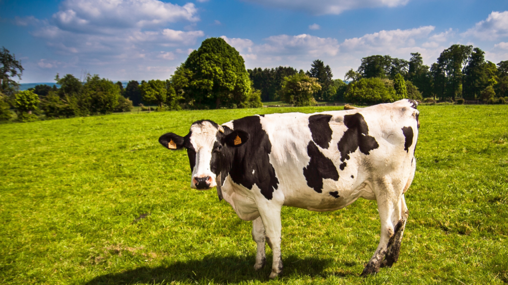 Cow Appreciation Day 2021: Date, History and Significance of the Day on ...