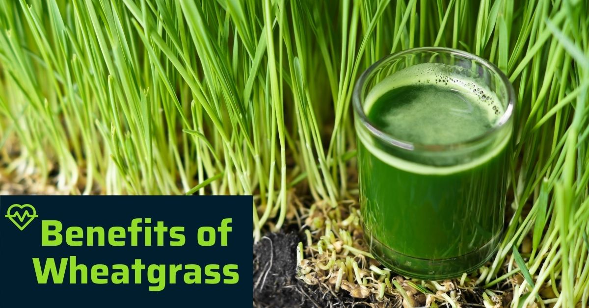 Benefits of Wheatgrass: Is Wheatgrass Good for You?