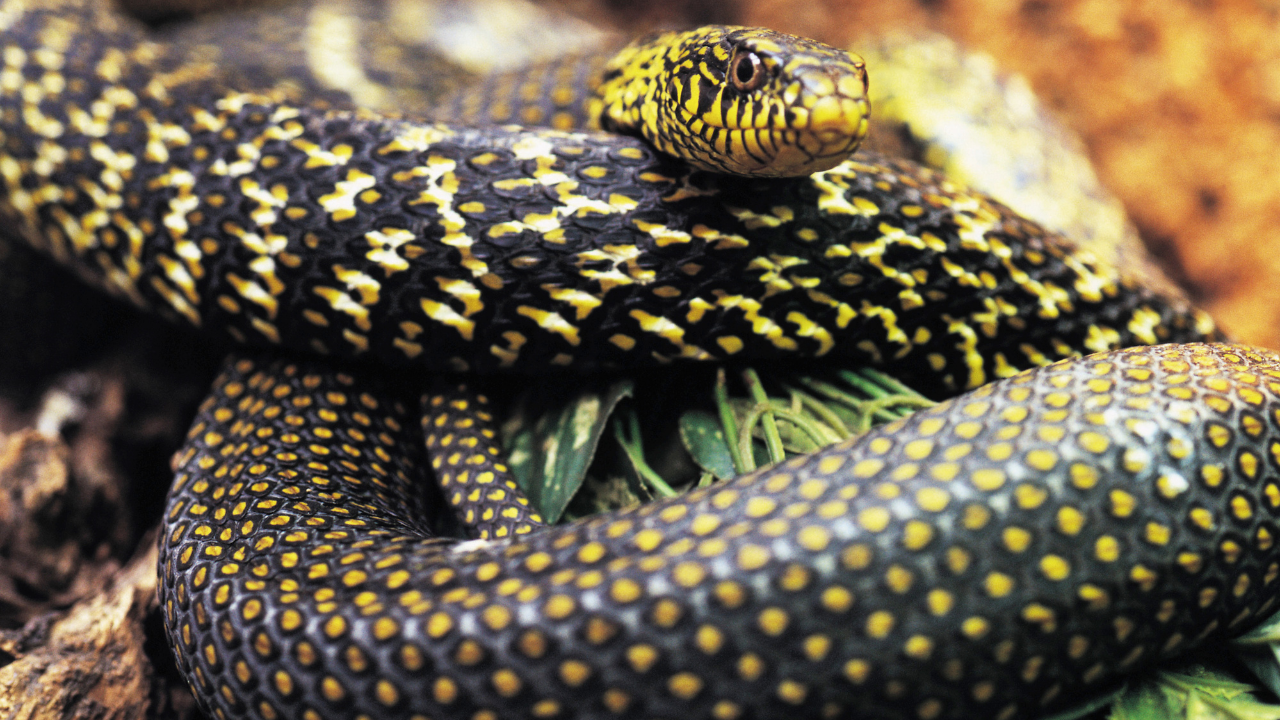 World Snake Day 2021 Theme, History, Significance, and More