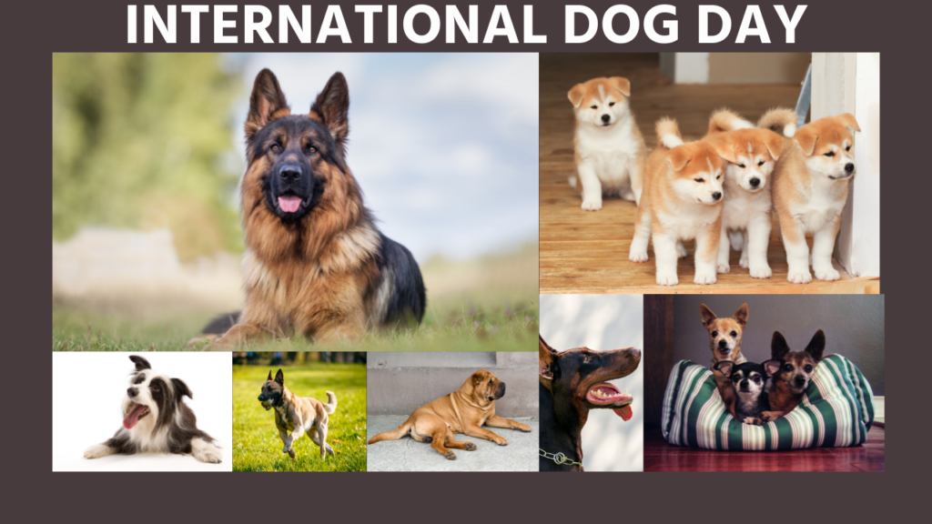 International Dog Day 2021 When is International Dog Day? From Date to