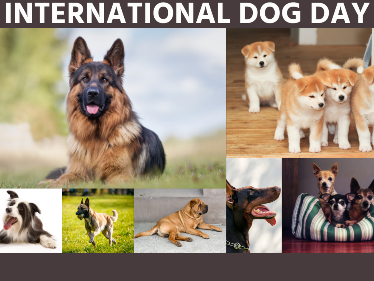 يوم الكلب العالمي