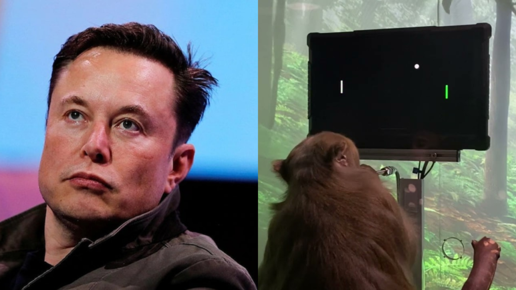 "Extreme Suffering" 15 of 23 Monkeys with Elon Musk's Neuralink Brain