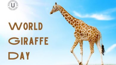 World Giraffe Day 2022: Quotes, Images, Slogans, Greetings, Messages to Share