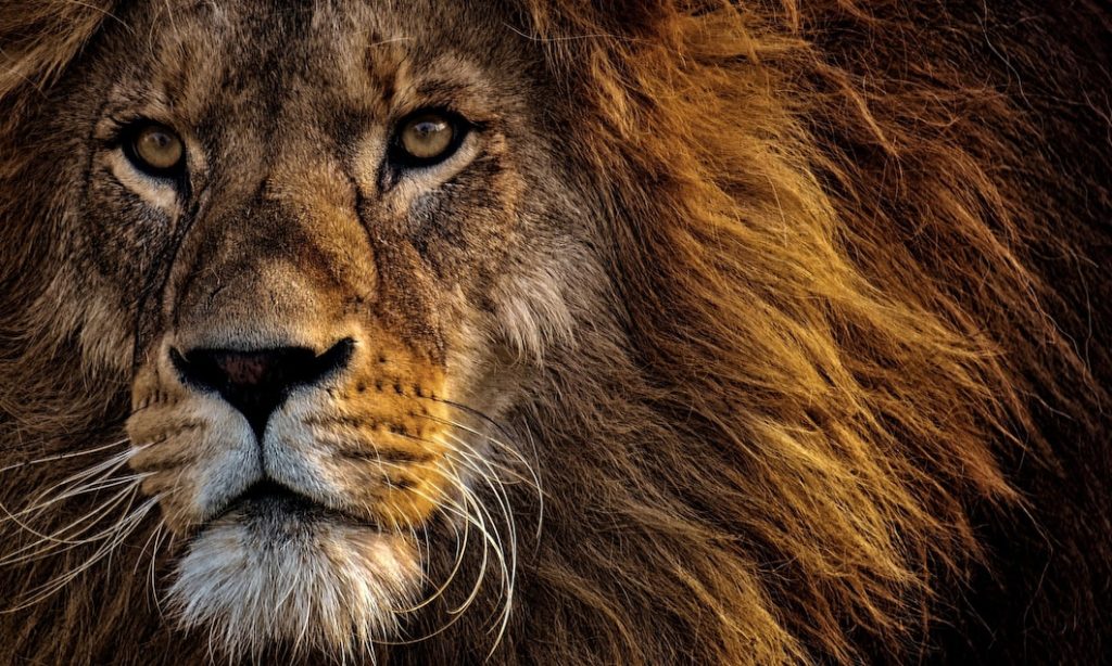 World Lion Day 2022: Current Theme, History, Significance, Quotes ...
