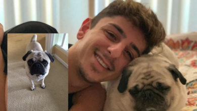 Bosley Cause of Death, What happened to the FaZe Rug's Pet Dog?