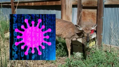 US Researchers Warns as 'Zombie Deer Disease' Cases Surge, Can Infect Mankind
