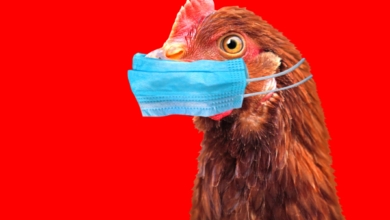 Bird Flue H5N2 Strain Kills 1 in Mexico; Know More About It