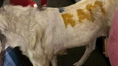 Outrage Erupts Over Viral Video of Goat with 'RAM' Scribbled on Its Sides Ahead of Bakrid