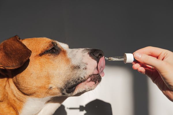 Organic Hemp Oil: A Natural Support System for Your Canine Companion