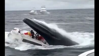 Shocking Viral Video of Whale Swallowing Yacht; Is It Terrifying Reality Or A Hoax